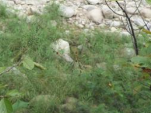 ���ó�Ĺ�Ч������