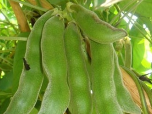 ��צ���Ĺ�Ч������