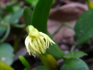 ����Ҷ�Ĺ�Ч������