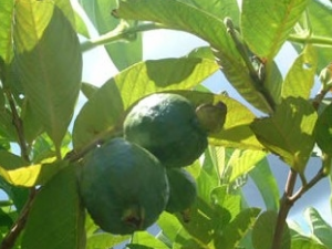 ��ʯ��ɵĹ�Ч������