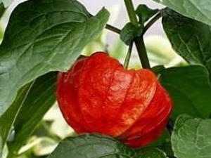 �����ݵĹ�Ч������