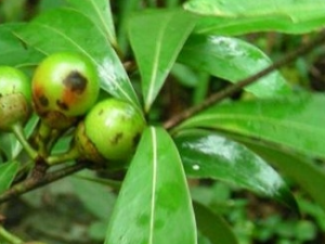 ���骵Ĺ�Ч������