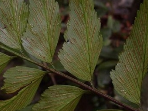 �ǰѵĹ�Ч������