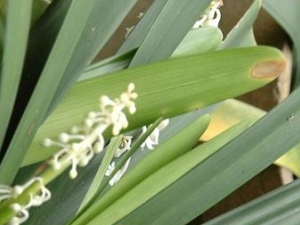 ��Ҷ�ؽײݵĹ�Ч������