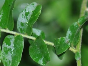 �����ٵĹ�Ч������