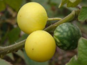 ���ѵ�ʹ�ý���