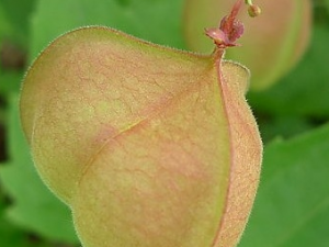 ������Ĺ�Ч������