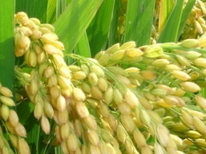 ����â�Ĺ�Ч������