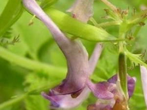 ��ɽ�򲻳ԵĹ�Ч������