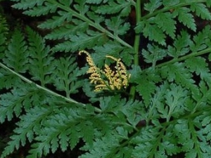 ��ާ���Ĺ�Ч������