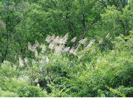 ���ҩ���é��