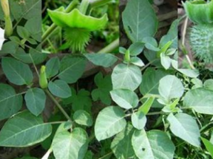 ��䳣�ò�ҩ��������