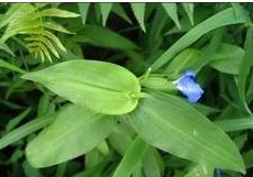 Ѽ�ŲݵĹ�Ч������