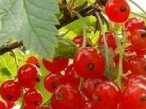 �����Ĺ�Ч������