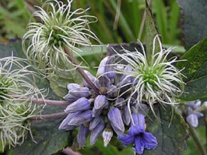 ��ĵ���Ĺ�Ч������