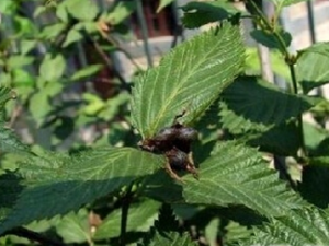 ��ë����Ĺ�Ч������