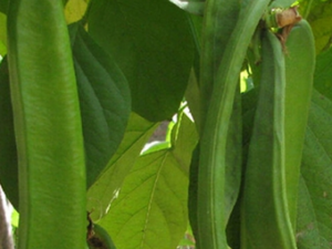 �����ǵĹ�Ч������