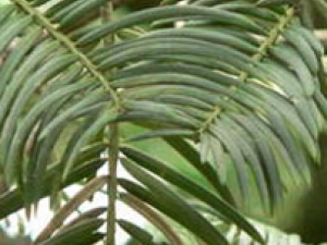 ����ӵĹ�Ч������