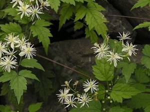 �춤���ٵĹ�Ч������