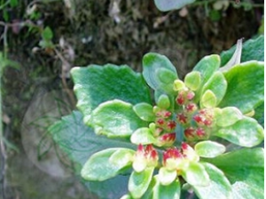 ������ߵĹ�Ч������