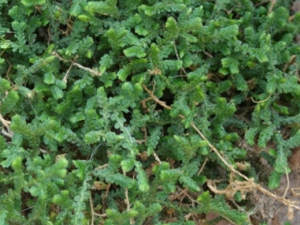 �ذ����Ĺ�Ч������