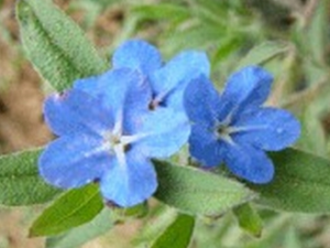 �����ҵĹ�Ч������