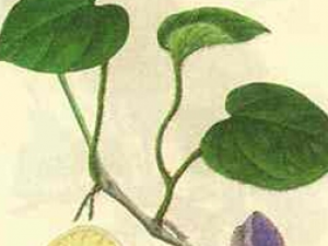 ��Ҷ��ľ��Ĺ�Ч������