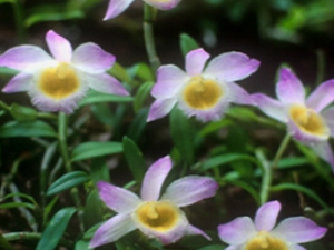 ����ʯ���Ĺ�Ч������