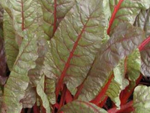 ��ţƤ�˵Ĺ�Ч������