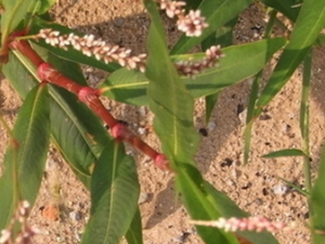 ����ޤ�Ĺ�Ч������