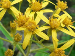 ��Ҷǧ���Ĺ�Ч������