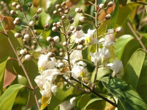 �糵�ٵĹ�Ч������