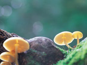 �����ġ�����ʳ�