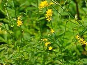 �����ݵĹ�Ч������