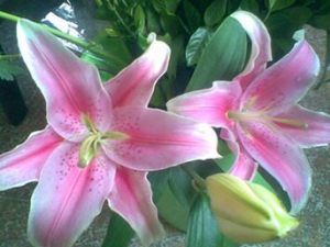 �ٺ��Ŷ���Ʒ