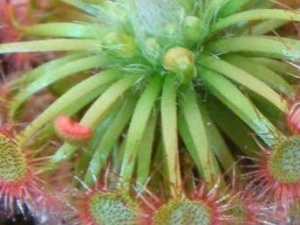 ��������Ĺ�Ч������