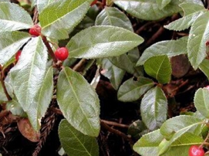 ���ز�Ĺ�Ч������