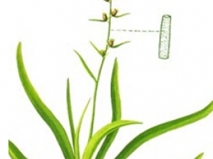 ��ζ�εĹ�Ч������