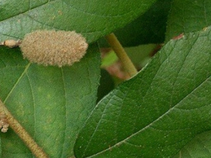 ��ɽ֥��Ĺ�Ч������