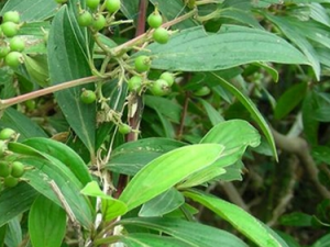 �����ٵĹ�Ч������