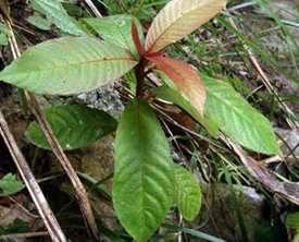 �׷�����