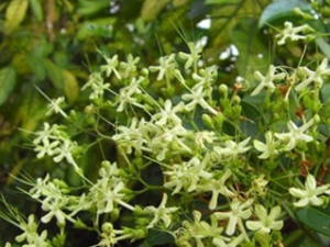 ����ľ�Ĺ�Ч������