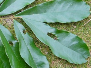 �ʼԺ춹�Ĺ�Ч������