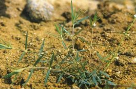 �׻��߲ݵĹ�Ч������