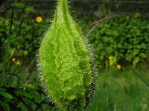 ����ϵĹ�Ч������