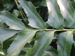 ���ͷ���Ĺ�Ч������