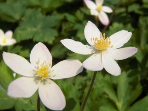 ���ڵĹ�Ч������