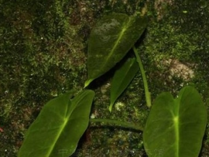 ����Ĺ�Ч������