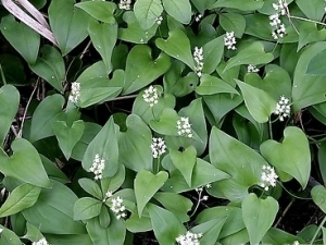 ��Ҷ��ײݵĹ�Ч������