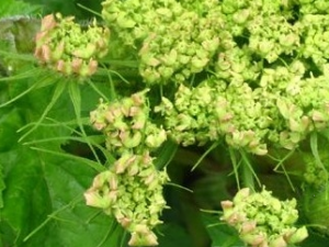 ���Ѷ���Ĺ�Ч������